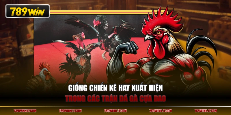 Giống chiến kê hay xuất hiện trong các trận đá gà cựa dao